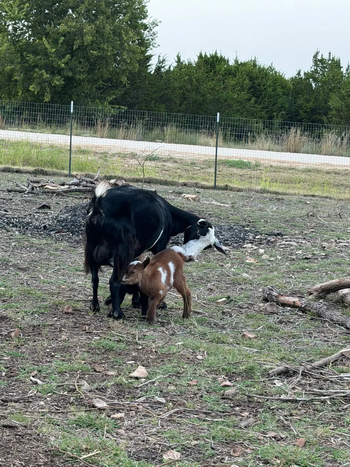 A black doe nuzzling her kid in the pasture