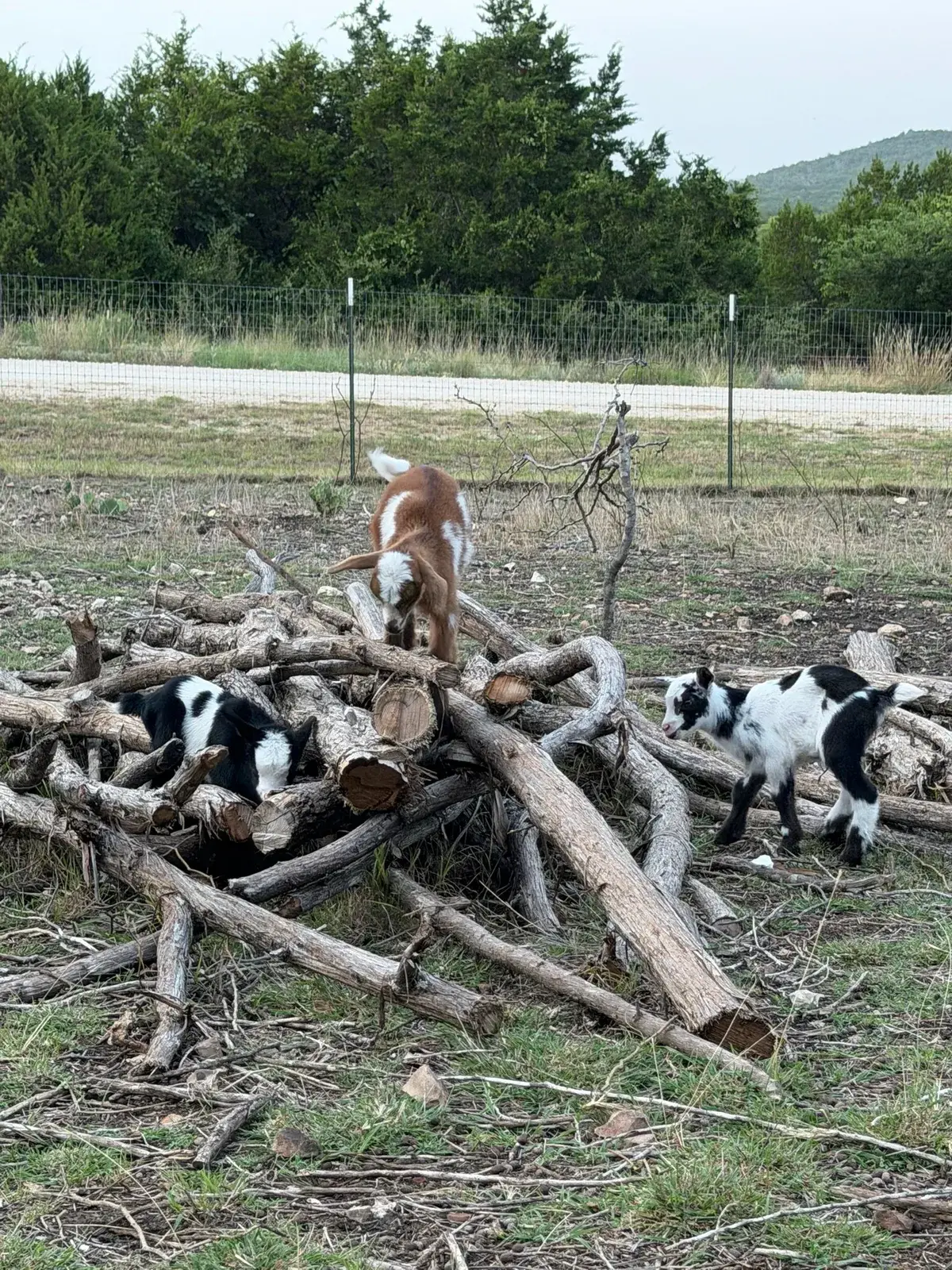 Three kid goats climbing on a brush pile by the pasture fence