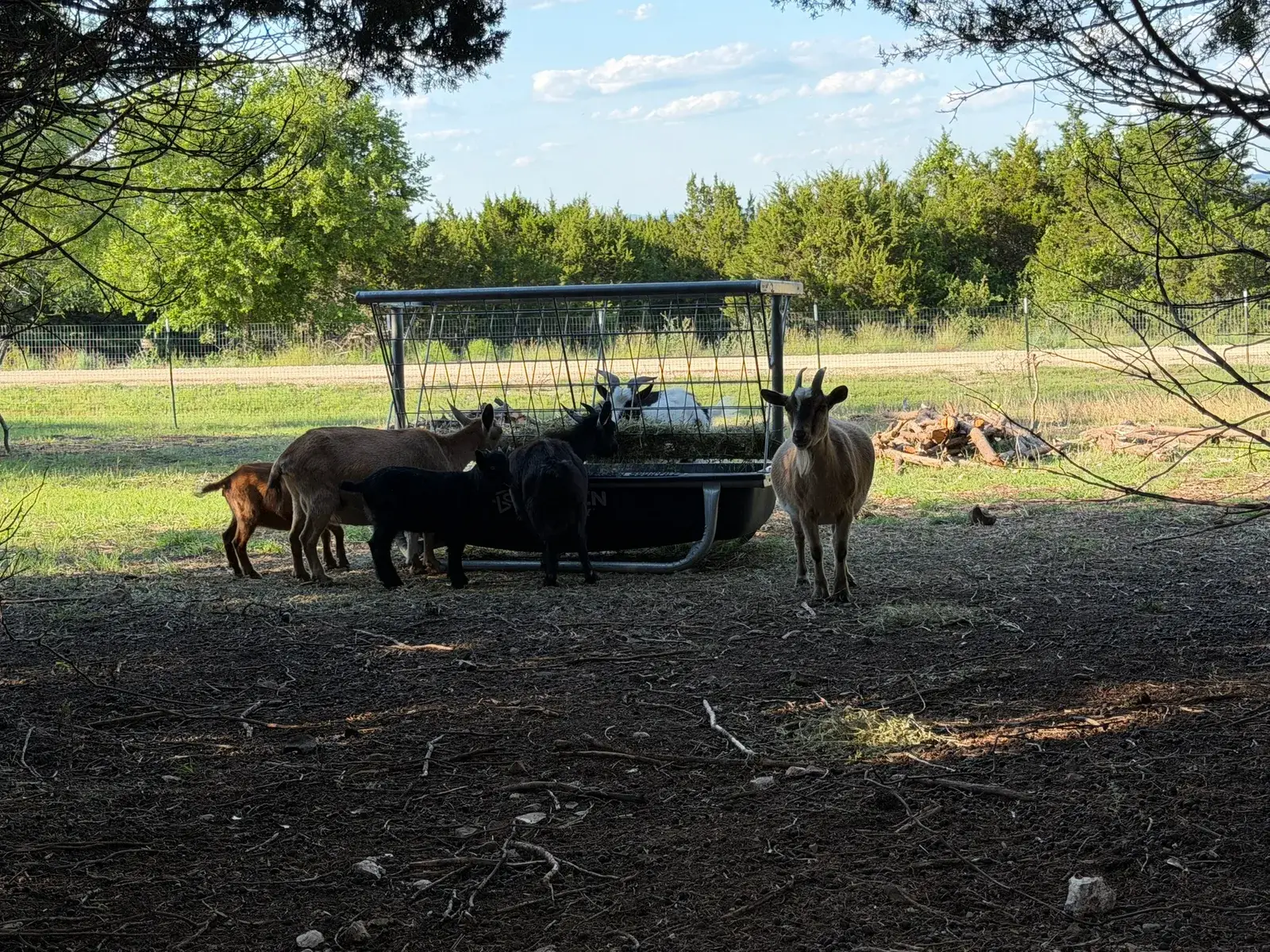 The herd gathered at the hay feeder in the pasture at the end of the day