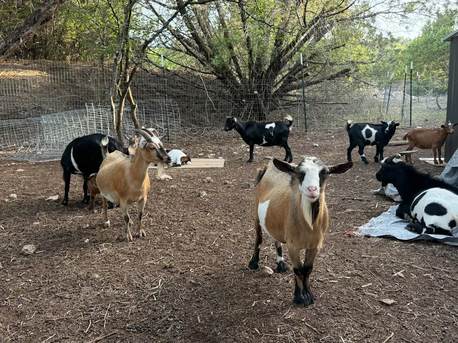 The goat herd grazing and resting along the wooded fence line