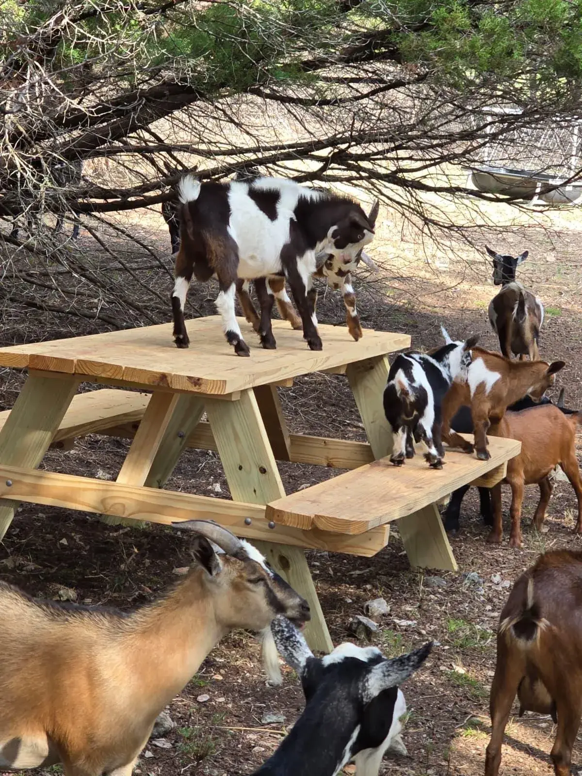 Goats standing and climbing on top of the wooden picnic table