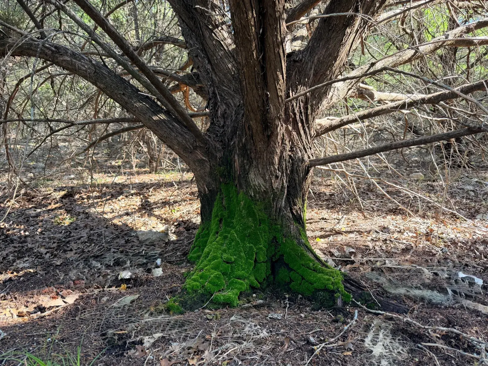 The mossy trunk of an old oak, up close